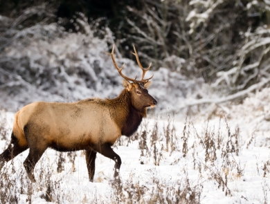 A stately Roosevelt elk in the snow