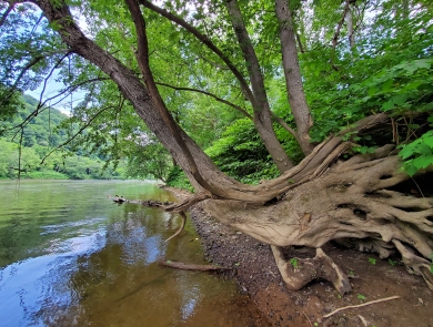A tree curves out over the river, with long, serpentine roots clinging to the river bank