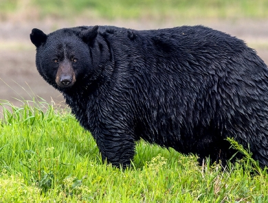 Large black bear standing in green grass