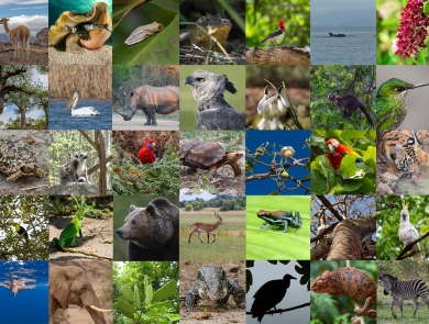 Colorful collage of species that includes zebras, red parrots, rhinos, lizards, sea turtles underwater, polar bears swimming, and more
