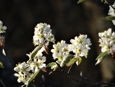 Multiple flowering small white petals on green and brown tree branch