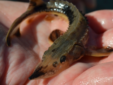 A juvenile lake sturgeon in the palm of a hand. 