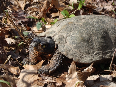 A wood turtle standing in leaves. 
