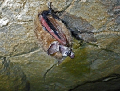 a fuzzy brown bat hangs from a cave ceiling