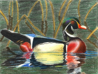 Male Wood Duck Composition in Colored Pencils 