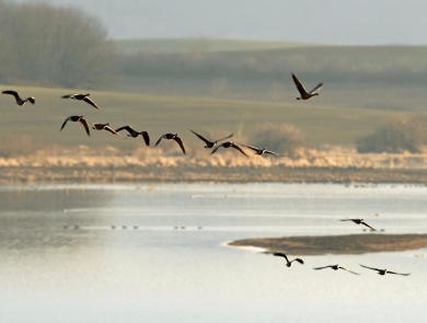 Geese flying above a pond