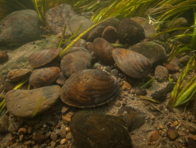 A group of mussels on sea floor. 