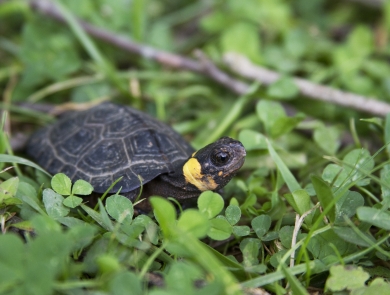 A Bog turtle on grassy ground looking up.