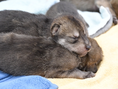 Two Mexican wolf pups asleep on a blanket