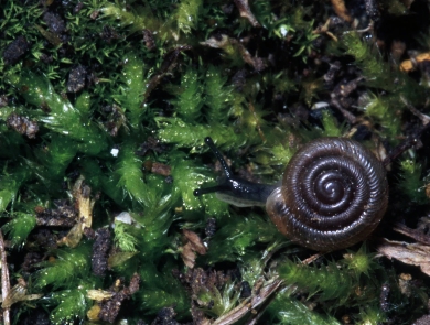 An Iowa Pleistocene snail