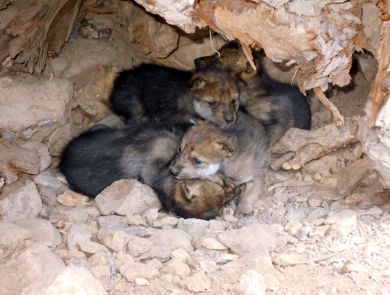 A litter of Mexican wolf pups inside a den