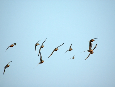 A dozen birds flying in a blue sky