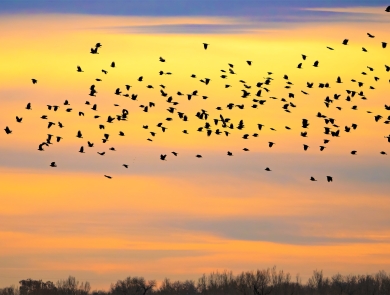 Sunset with birds migrating