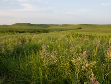 A rolling hills grassland ecosystem with native forbs and grasses