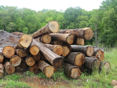 A large pile of fresh-cut timber lies in a field with green trees behind it