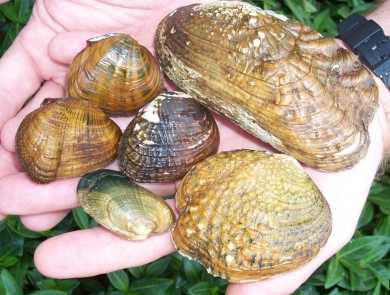 Six different mussels held by two hands