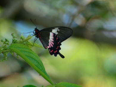 black butterfly with white and rose-red markings on leaf