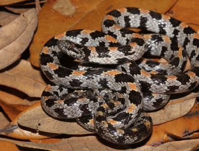 Short-tailed snake among the leaves