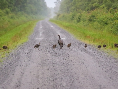 Flock of wild turkeys, 9 young and the mother, walking in a line from one green road shoulder across a brown road to the other green road shoulder.
