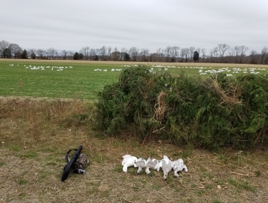 several dead white geese lie on the ground next to a field
