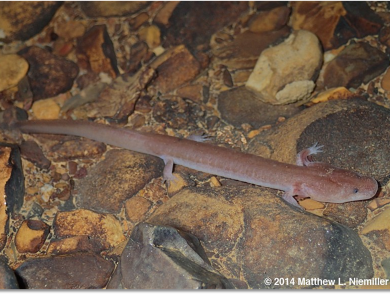 a pink salamander on rocks