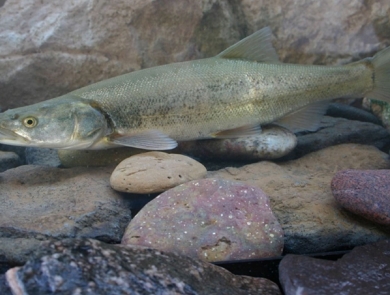 A Colorado pikeminnow swimming above rocks at the bottom of a river