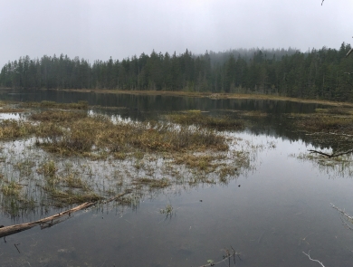a panoramic photo of a pond ringed by spruce and fir trees