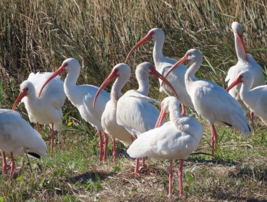 Flock of white Ibis, tall, pink-legged, long-curved pink bill wading bird standing on shore