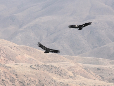 two black birds fly above brown mountain range