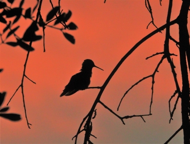 A silhouette of a ruby-throated hummingbird