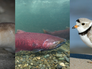 a series of five images of endangered/threatened species. From left, they are the California condor, black-footed ferret, atlantic salmon, piping plover, and polar bear.