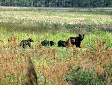Four bears cross a field.