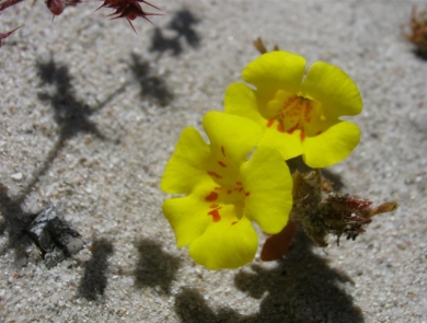 A pair of yellow flowers growing on the beach