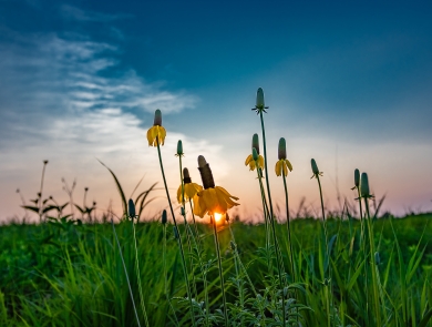 Yellow prairie coneflowers in a lush green field at sunset