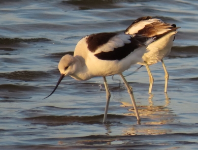2 long-legged, black & white wading American Avocets with long-up-curved bill