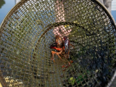 A biologist displays a trapped crayfish as it flares its large claws inside a cylindrical metal cage