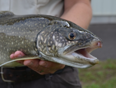 Biologist holding an adult lake trout
