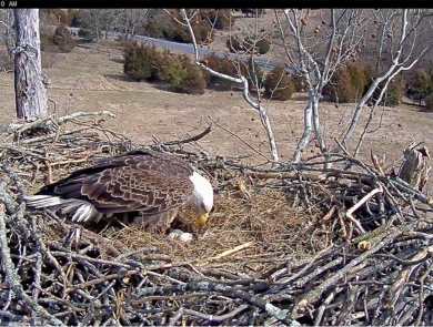 Eagle with three eggs in nest