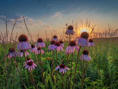A cluster of purple coneflowers in bloom on a lush, green prairie as the sun begins to set
