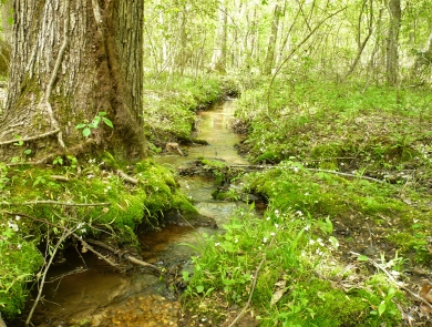 a small stream flows through a lush and wooded area