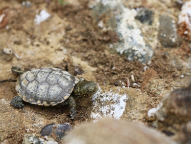 A green turtle walking across the rocky ground