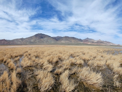 An image of wetlands with patches of dry grass under a blue, partly cloudy sky with desert mountains in the background.