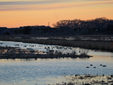 Wetland with birds in low light