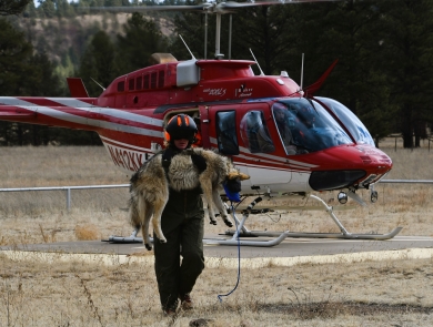 A wolf technician with the Mexican wolf recovery program carries a wolf in from a helicopter.