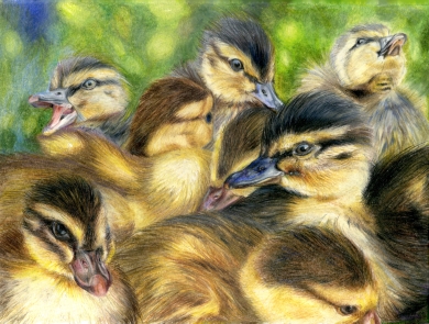 An illustration of a group of yellow ducklings with fuzzy black crowns group together.