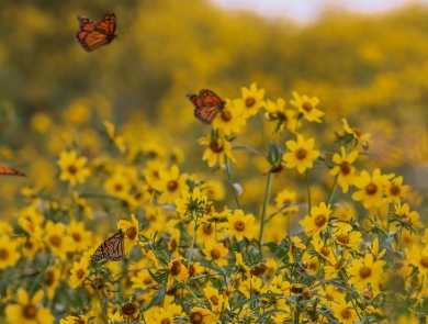 Monarch butterflies in a golden field of nodding bur-marigold at Chautauqua National Wildlife Refuge.
