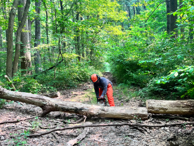 a worker on a wooded trail wearing a helmet and using a chainsaw on a large log
