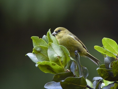 a yellow bird with a short bill sits on a branch with green leaves