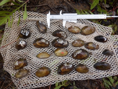 23 freshwater mussels laid out on a white mesh bag, next to a pair of calipers. 