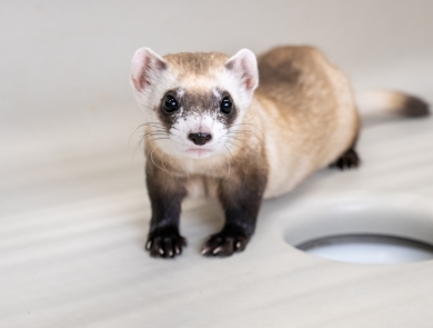 A black-footed ferret in their enclosure.